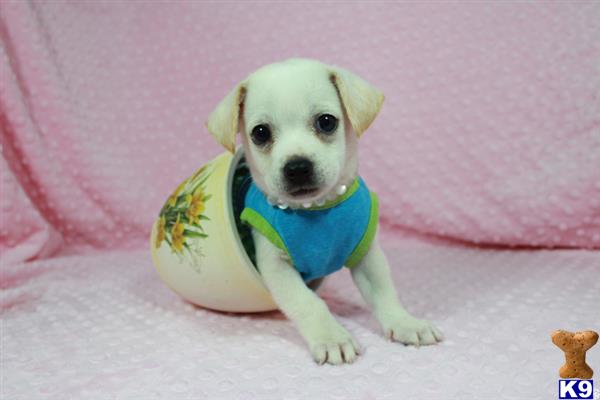 lvpuppyheaven Picture 1